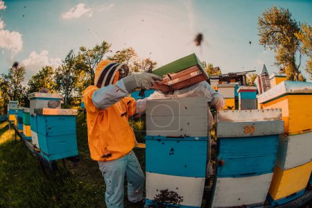 Téléchargez les photos : Apiculteur vérifiant le miel sur le cadre de la ruche dans le champ. Propriétaire de petite entreprise sur rucher. Producteur d'aliments naturels sains travaille avec les abeilles et les ruches sur le rucher - en image libre de droit