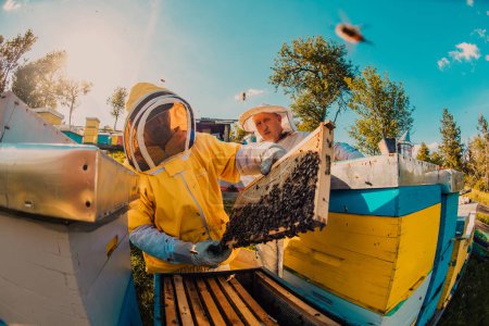Photo for Beekeeper checking honey on the beehive frame in the field. Small business owner on apiary. Natural healthy food produceris working with bees and beehives on the apiary - Royalty Free Image