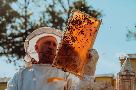 Apiculteur vérifiant le miel sur le cadre de la ruche dans le champ. Propriétaire de petite entreprise sur rucher. Producteur d'aliments naturels sains travaille avec les abeilles et les ruches sur le rucher