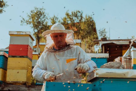 Téléchargez les photos : Apiculteur vérifiant le miel sur le cadre de la ruche dans le champ. Apiculteur sur rucher. L'apiculteur travaille avec les abeilles et les ruches sur le rucher. Concept de petite entreprise - en image libre de droit