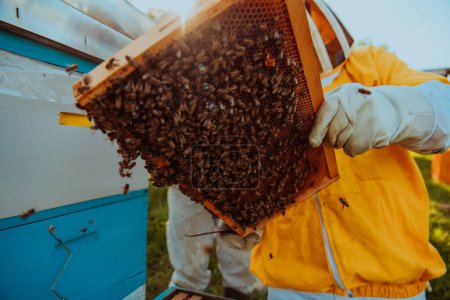 Foto de Apicultor comprobando la miel en el marco de la colmena en el campo. Apicultor en colmenar. El apicultor está trabajando con abejas y colmenas en el colmenar. Concepto de pequeña empresa - Imagen libre de derechos