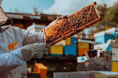 Téléchargez les photos : Apiculteur tenant le cadre de la ruche rempli de miel contre la lumière du soleil dans le champ plein de fleurs. - en image libre de droit