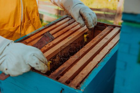 Foto de El apicultor busca en las reinas el panal. Los apicultores comprueban la calidad de la miel y los parásitos de la miel. Un apicultor trabaja con abejas y colmenas en un colmenar. - Imagen libre de derechos