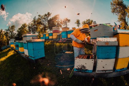Téléchargez les photos : Apiculteur vérifiant le miel sur le cadre de la ruche dans le champ. Apiculteur sur rucher. L'apiculteur travaille avec les abeilles et les ruches sur le rucher. Concept de petite entreprise - en image libre de droit