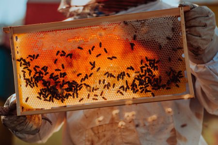 Foto de Apicultor comprobando la miel en el marco de la colmena en el campo. Dueño de una pequeña empresa en apiary. Productor natural de alimentos saludablesestá trabajando con abejas y colmenas en el colmenar - Imagen libre de derechos