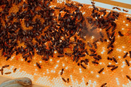 Téléchargez les photos : Fermer le nid d'abeille dans une ruche en bois avec des abeilles dessus. Concept d'apiculture - en image libre de droit