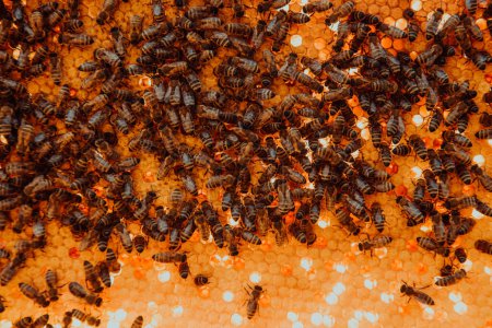 Foto de Cierre el panal en una colmena de madera con abejas. Concepto apícola - Imagen libre de derechos