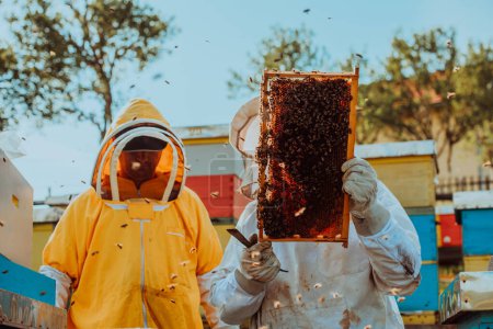 Photo for Beekeepers checking honey on the beehive frame in the field. Small business owners on apiary. Natural healthy food produceris working with bees and beehives on the apiary - Royalty Free Image