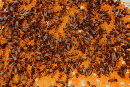 Téléchargez les photos : Fermer le nid d'abeille dans une ruche en bois avec des abeilles dessus. Concept d'apiculture - en image libre de droit