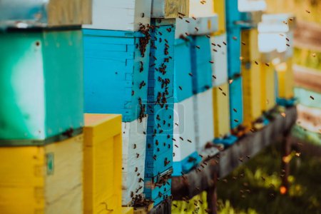 Téléchargez les photos : Photo rapprochée d'abeilles planant autour de la ruche transportant du pollen. - en image libre de droit