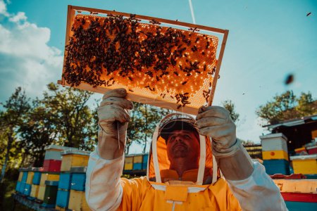 Photo for Wide shot of a beekeeper holding the beehive frame filled with honey against the sunlight in the field full of flowers. - Royalty Free Image