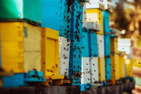 Téléchargez les photos : Photo rapprochée d'abeilles planant autour de la ruche transportant du pollen. - en image libre de droit