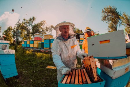 Photo for Beekeeper checking honey on the beehive frame in the field. Small business owner on apiary. Natural healthy food produceris working with bees and beehives on the apiary - Royalty Free Image