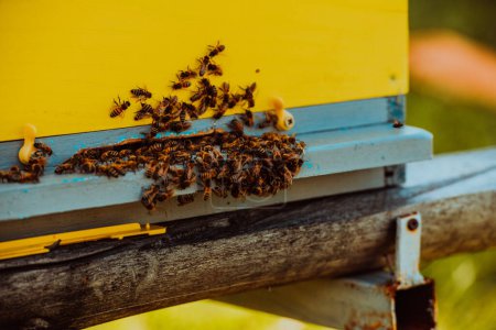 Foto de Cerca de la foto de las abejas revoloteando alrededor de la colmena llevando polen. - Imagen libre de derechos