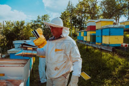 Photo for Beekeepers check the honey on the hive frame in the field. Beekeepers check honey quality and honey parasites. A beekeeper works with bees and beehives in an apiary. Small business concept - Royalty Free Image