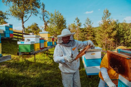 Téléchargez les photos : Les apiculteurs vérifient le miel sur le cadre de la ruche dans le champ. Propriétaires de petites entreprises sur rucher. Producteur d'aliments naturels sains travaille avec les abeilles et les ruches sur le rucher - en image libre de droit