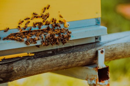 Foto de Cerca de la foto de las abejas revoloteando alrededor de la colmena llevando polen. - Imagen libre de derechos