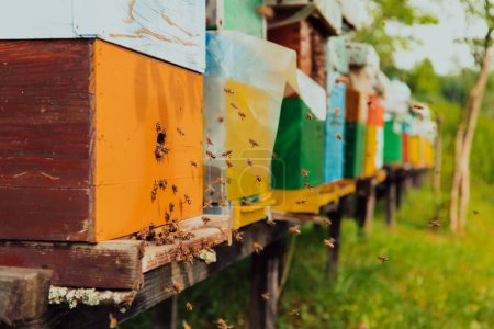 Téléchargez les photos : Rangée d'urticaires bleues et jaunes. Fleurs plantes de miel dans le rucher. Les abeilles retournent aux ruches. - en image libre de droit