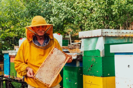 Foto de El apicultor principal comprueba cómo avanza la producción de miel. Foto de un apicultor con un panal de miel. - Imagen libre de derechos