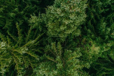 Téléchargez les photos : Vue aérienne d'arbres verts d'été dans une forêt d'un village rural. Photographie de drone. - en image libre de droit