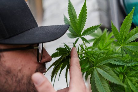 Photo for Man wearing a cap smelling the fragrant flowers of a marijuana plant, enjoying the natural aroma of cannabis blooms - Royalty Free Image