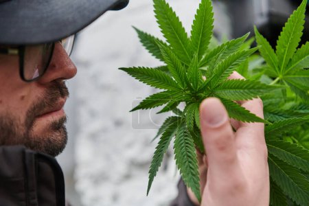 Foto de Hombre con una gorra oliendo las flores fragantes de una planta de marihuana, disfrutando del aroma natural de las flores de cannabis - Imagen libre de derechos