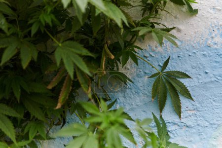 Photo for A close-up photo of fresh marijuana leaves in an urban setting, showcasing the vibrant green foliage of the cannabis plant amidst the cityscape - Royalty Free Image