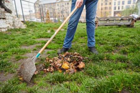 Téléchargez les photos : Un homme entretient le jardin avec diligence en ramassant de vieilles feuilles sèches, créant une scène pittoresque de soins en plein air et de propreté saisonnière - en image libre de droit