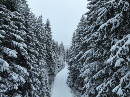 Téléchargez les photos : Coucher de soleil brumeux sur les montagnes enneigées point de vue aérien de drone. Forêts sentiers de ski de fond dans les pins l'hiver avec de la neige fraîche recouverte de courbes route de campagne. - en image libre de droit