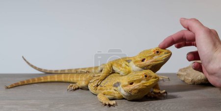 Photo for Close-up photo of a two bearded dragons reveals its yellow skin texture, red eyes, and sharp claws. - Royalty Free Image