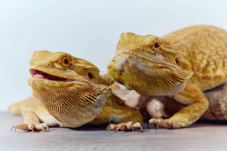 Foto de cerca de dos dragones barbudos revela su textura de piel amarilla, ojos rojos y garras afiladas.