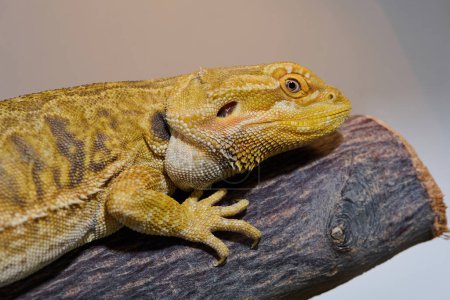 Foto de Foto de primer plano de un dragón barbudo revela su textura de piel amarilla, ojos rojos y garras afiladas. - Imagen libre de derechos
