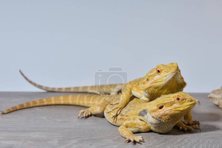 Close-up photo of a two bearded dragons reveals its yellow skin texture, red eyes, and sharp claws.