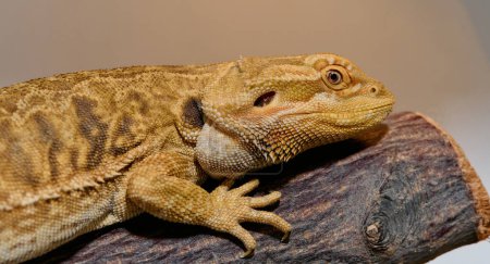 Foto de Foto de primer plano de un dragón barbudo revela su textura de piel amarilla, ojos rojos y garras afiladas. - Imagen libre de derechos