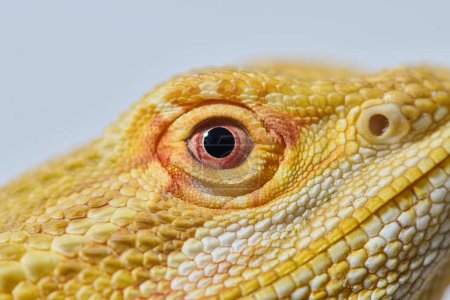 Close-up photo of a bearded dragon reveals its yellow skin texture, red eyes, and sharp claws.