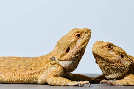 Close-up photo of a two bearded dragons reveals its yellow skin texture, red eyes, and sharp claws.