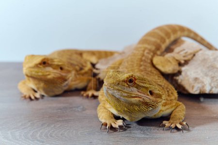 Foto de cerca de dos dragones barbudos revela su textura de piel amarilla, ojos rojos y garras afiladas.