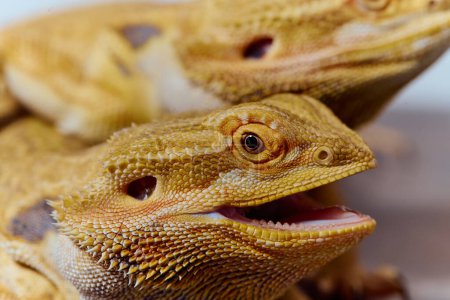 Foto de Foto de cerca de dos dragones barbudos revela su textura de piel amarilla, ojos rojos y garras afiladas. - Imagen libre de derechos