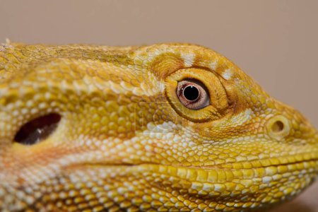 Téléchargez les photos : La photo en gros plan d'un dragon barbu révèle sa texture de peau jaune, ses yeux rouges et ses griffes acérées. - en image libre de droit