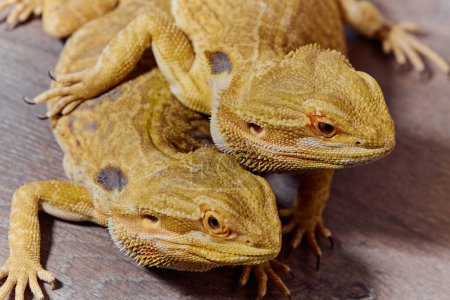 La photo en gros plan d'un dragons barbu révèle sa texture jaune, ses yeux rouges et ses griffes acérées..