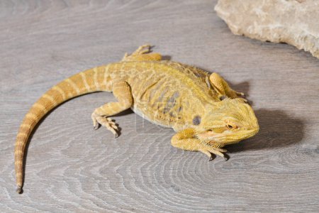 Photo for Close-up photo of a bearded dragon reveals its yellow skin texture, red eyes, and sharp claws. - Royalty Free Image