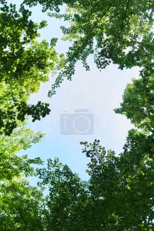 Photo for The captivating photograph captures a breathtaking panorama of lush, verdant forest areas, showcasing the serene beauty and natural richness of the picturesque green landscape. - Royalty Free Image