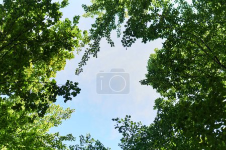 Photo for The captivating photograph captures a breathtaking panorama of lush, verdant forest areas, showcasing the serene beauty and natural richness of the picturesque green landscape. - Royalty Free Image