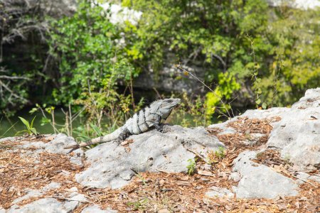 Téléchargez les photos : Ruines du Chichen-Itza, Yucatan, Mexique - en image libre de droit