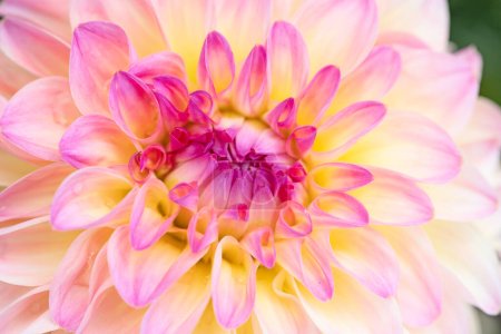 Foto de Colorida flor de dalia con gotas de rocío matutino - Imagen libre de derechos