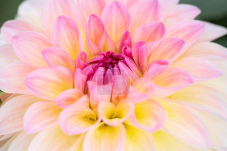 Téléchargez les photos : Fleurs de dahlia colorées avec gouttes de rosée du matin - en image libre de droit