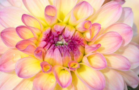 Téléchargez les photos : Fleurs de dahlia colorées avec gouttes de rosée du matin - en image libre de droit