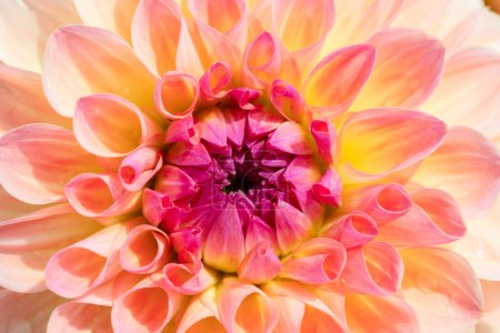 Photo for Colorful dahlia flower with morning dew drops - Royalty Free Image