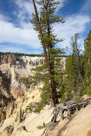 Foto de Cascada y cañón en el Parque Nacional Yellowstone, Wyoming, EE.UU. - Imagen libre de derechos