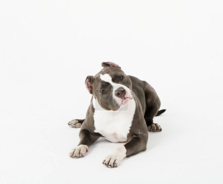 A Pit Bull dog sitting to the side and on a white background. Young dog.